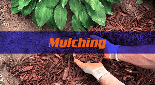 Mulching
